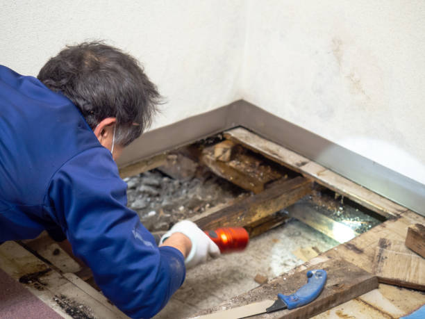 Best Crawl Space Mold Removal  in Mount Arlington, NJ