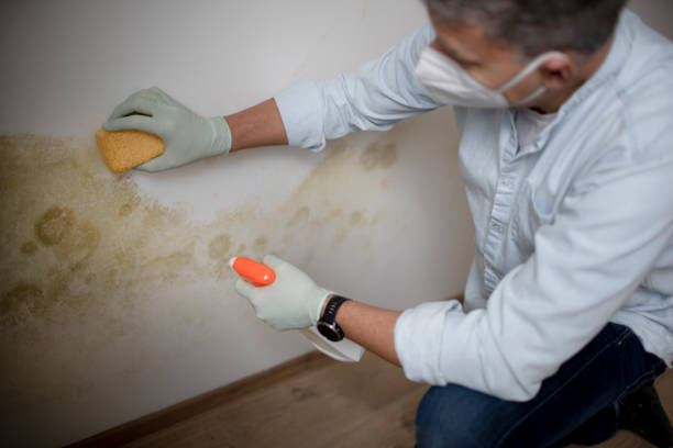 Best Certified Mold Removal  in Mount Arlington, NJ