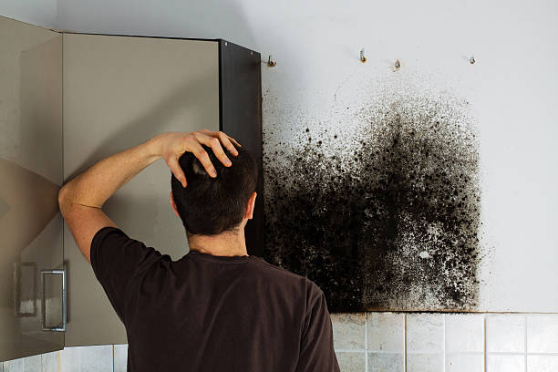 Best Best Mold Removal Companies  in Mount Arlington, NJ